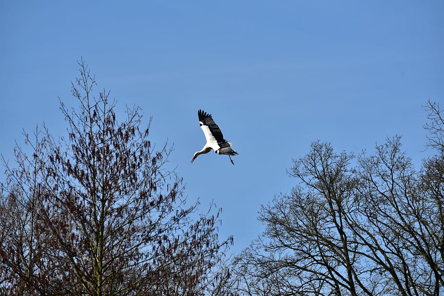 stork, sky, fly, black white, bill, rattle stork, white stork HD wallpaper