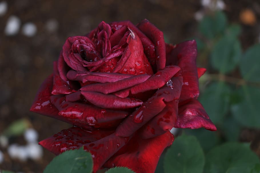 rosa, spring, flowers, beauty in nature, flowering plant, close-up HD wallpaper