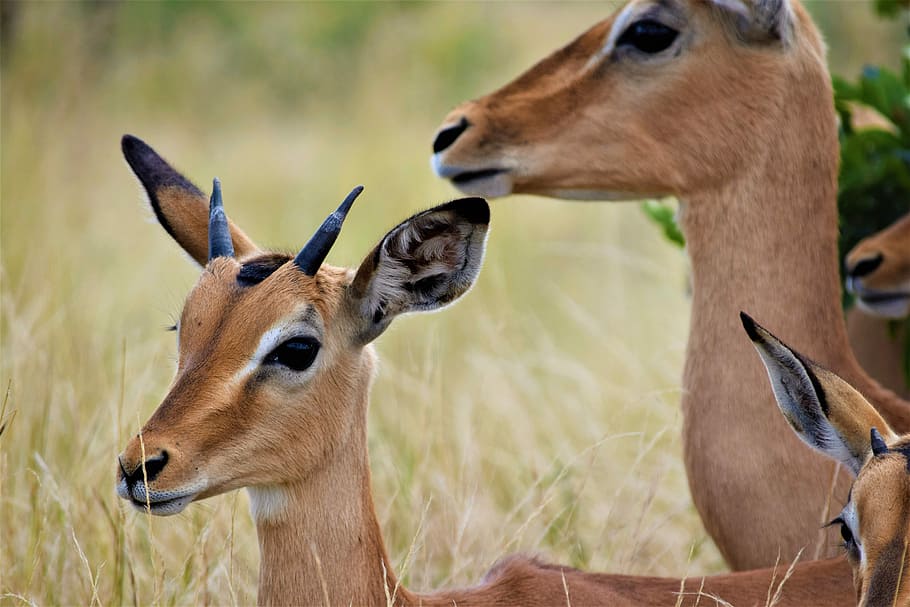 herd of brown deers during daytime, wildlife photography of gazelles HD wallpaper