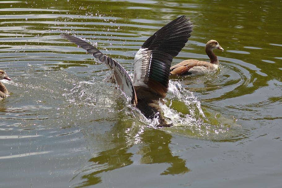 goose, wing, land, fly, plumage, water, pond, lake, swannery HD wallpaper
