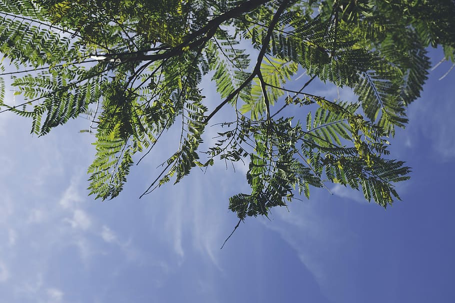 green leafed trees under blue sky, low angle photography of green leafed tree at daytime HD wallpaper