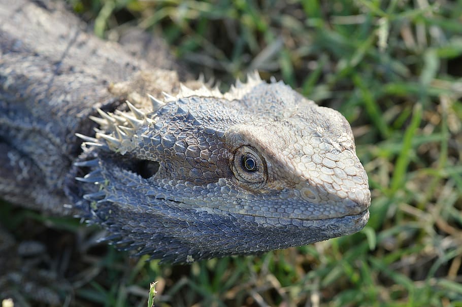 Lizard, Scales, Close-Up, Head, Nature, one animal, animal wildlife HD wallpaper