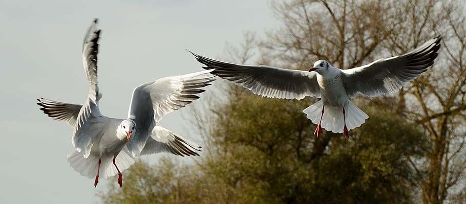 low angle photo of two seagulls flying under the sky, bird HD wallpaper