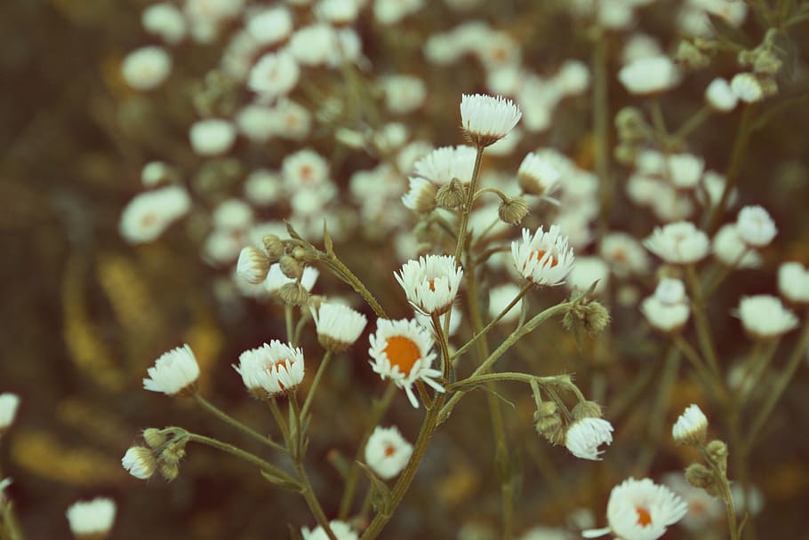 background, grass, freshness, wildflower, nature, spring, summer HD wallpaper