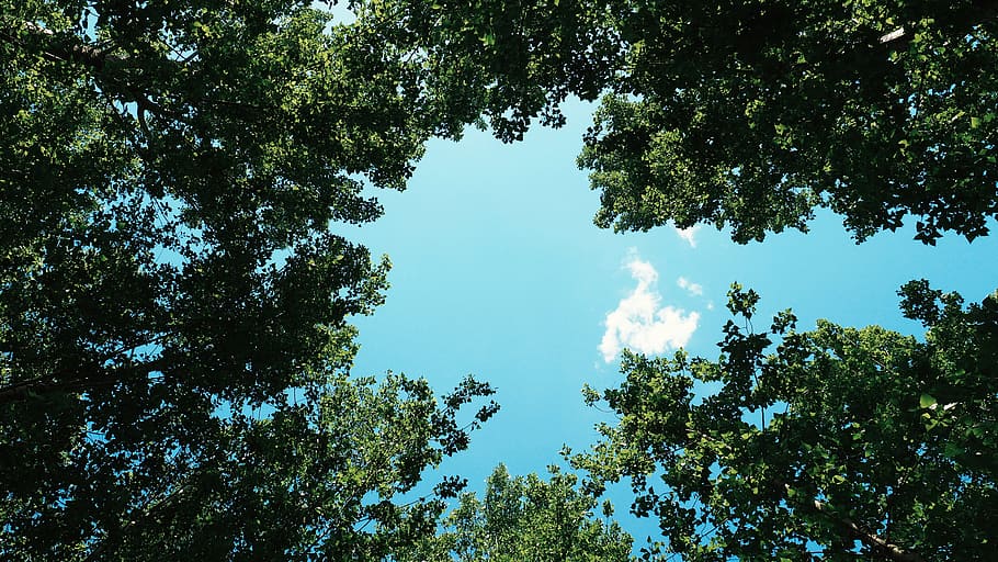 bottom view of sunlight over green trees, low-angle photography of tall green trees under clear blue sky, HD wallpaper