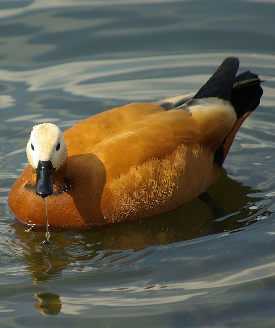 bird, duck, water, beautiful, summer, animal, nature, lake HD wallpaper