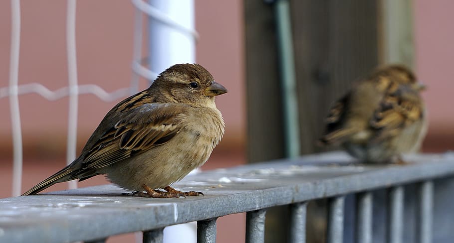 sparrow, bird, ave, stopped, little bird, peak, wings, animal HD wallpaper