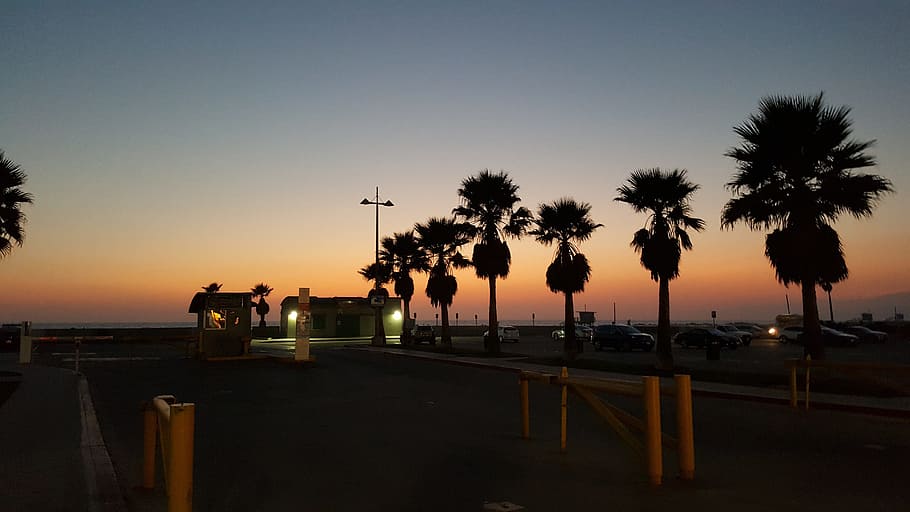 palm tree, sunset, beach, ocean, romantic, california, vacation HD wallpaper