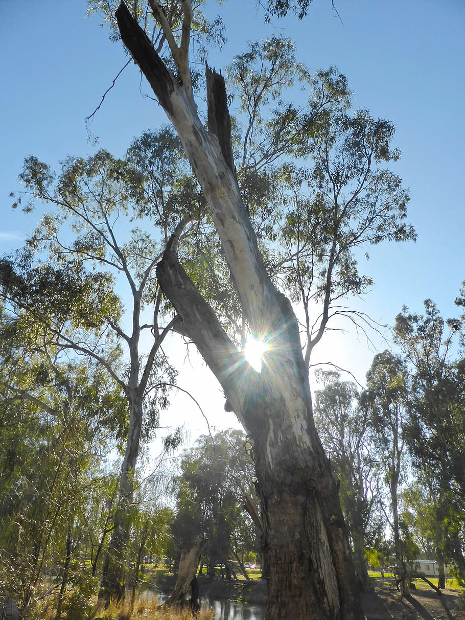 trunk, ray, sunbeam, light, bright, backlight, tree, plant HD wallpaper