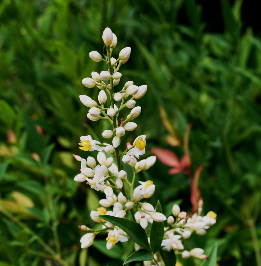 flower, bloom, dainty, delicate, buds, small, individual, arranged on stalk HD wallpaper
