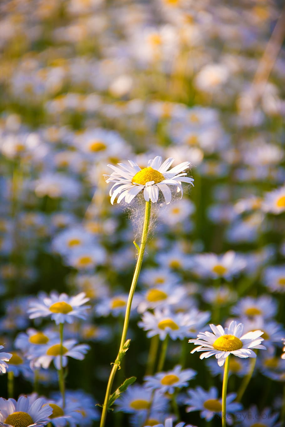 Daisy, Flower, White, summer, white flowers, closeup, nature HD wallpaper