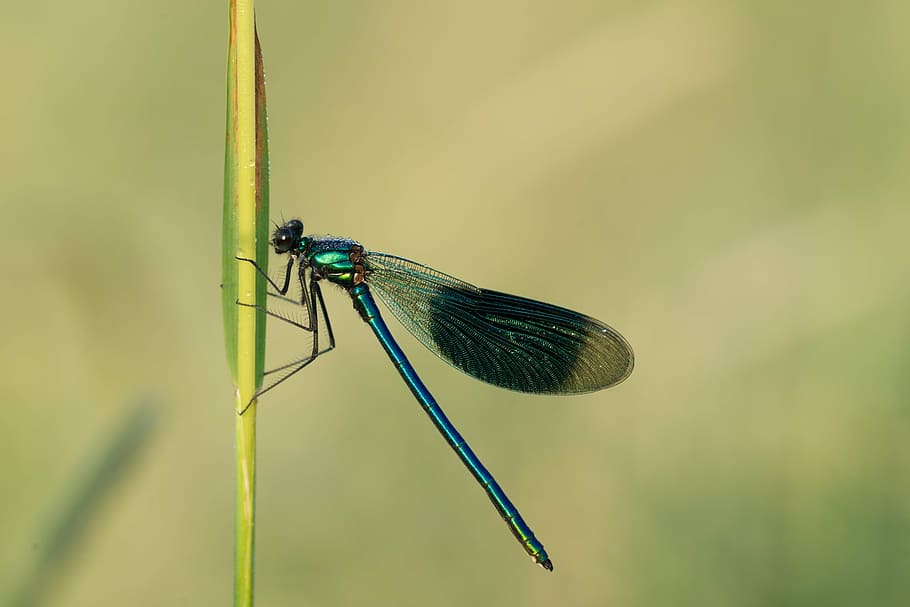 dragonfly, insect, wing, close, nature, macro, four patch, animal HD wallpaper