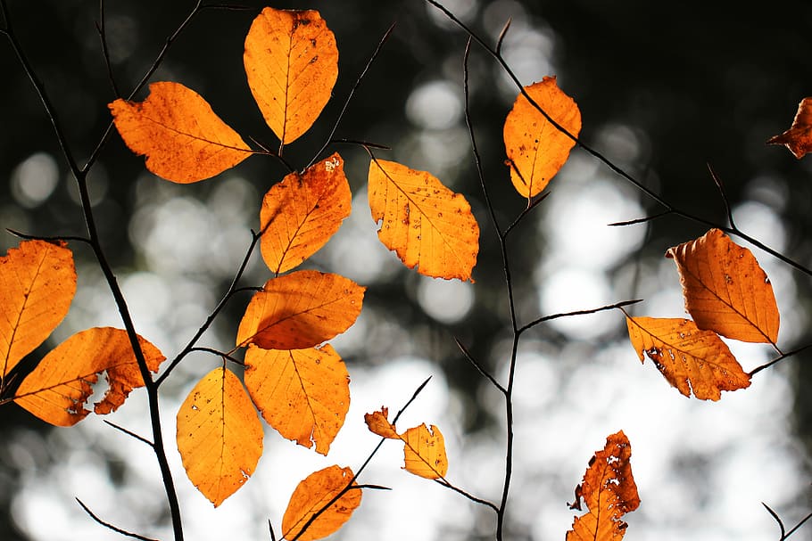 leaf-leaves-plant-branch.jpg