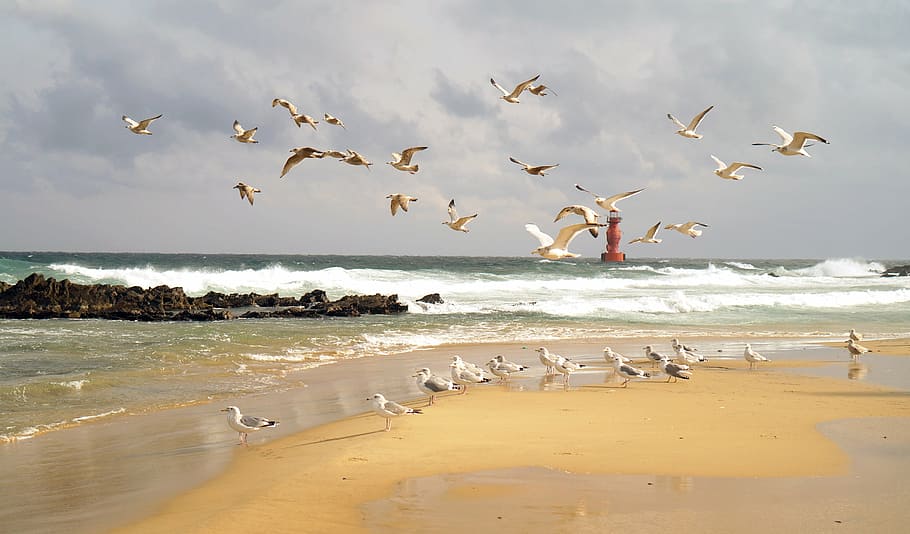 flock of gulls on beach during daytime, sea, lighthouse, seagull HD wallpaper