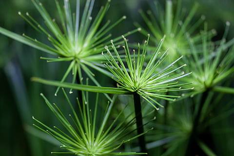 shallow focus photography of green leaved plant during daytime HD wallpaper