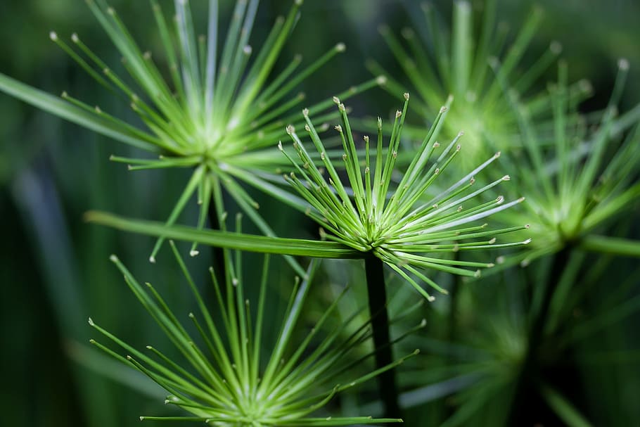 shallow focus photography of green leaved plant during daytime HD wallpaper