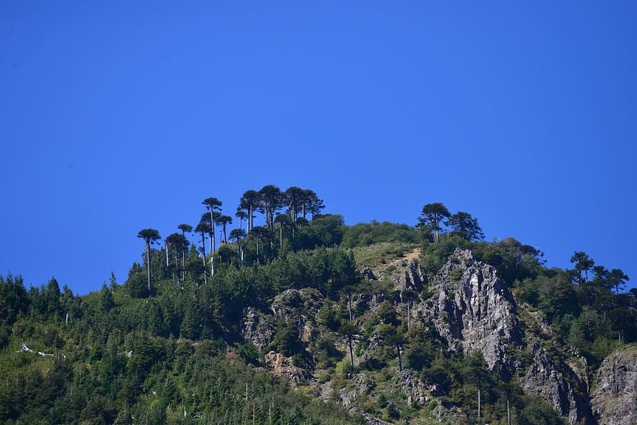 Mountain, Sky, Blue, Blue, Trees, Araucaria, araucanía, rocks HD wallpaper