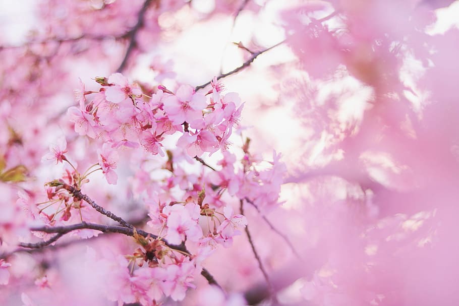 focus photo of pink petaled flower, pink Color, tree, japan, springtime HD wallpaper