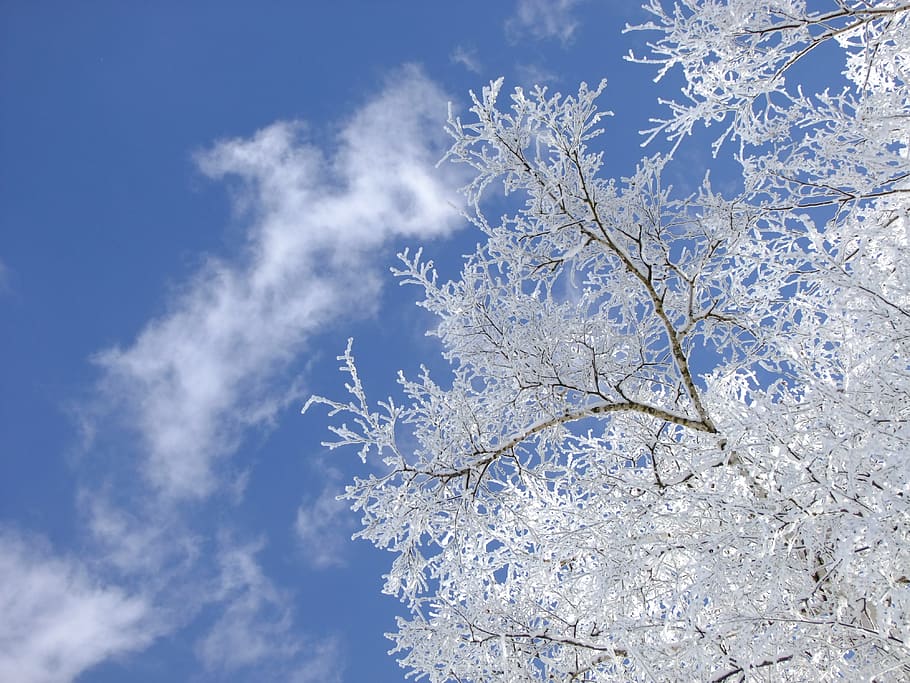 Winter, Birch, Tree, Ripe, Hoarfrost, sky, nature, clouds, blue HD wallpaper