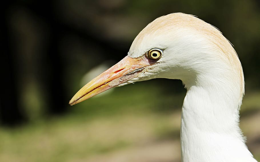 closeup photo of long beaked bird, egret, animal, water bird, HD wallpaper