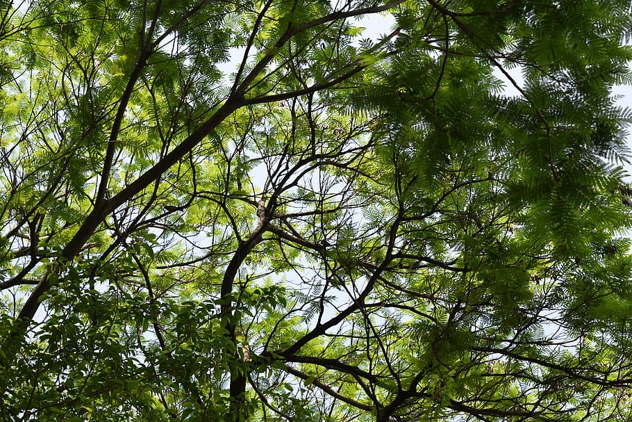 tree, branches, leaf, sky, nature, trees, high, spring, afternoon HD wallpaper