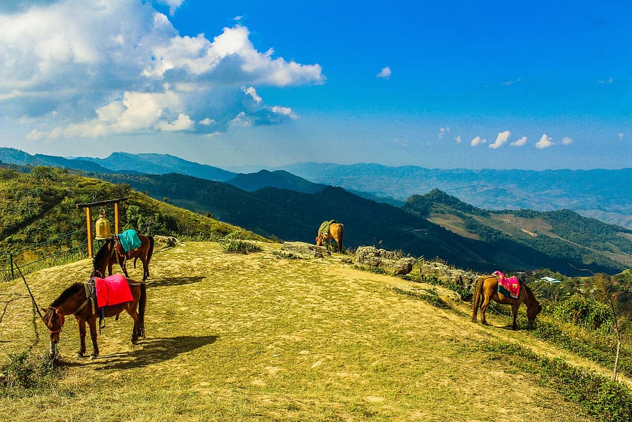 Four Brown Horses in Mountain Under Blue Skies, adventure, background HD wallpaper