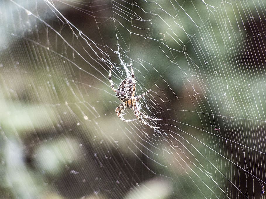 spider, web, beetle, sunrise, spider web, fragility, arachnid HD wallpaper