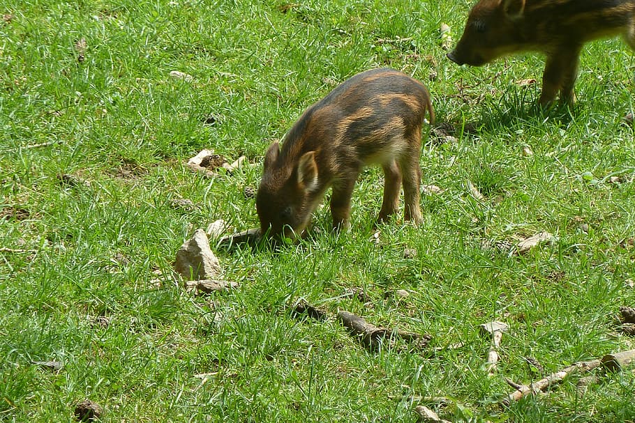 launchy, boar, piglet, head drawing, wild boar, grass, animal HD wallpaper