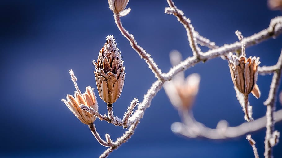 brown flowering plant, winter, nature, bud, branch, frost, cold HD wallpaper