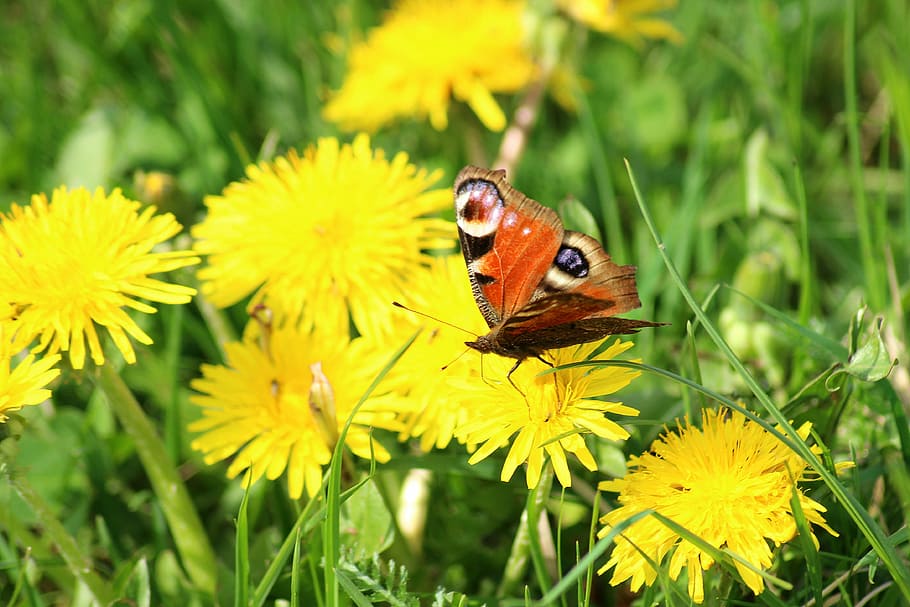 macro photography of orange peacock buttefly, spring, butterfly HD wallpaper