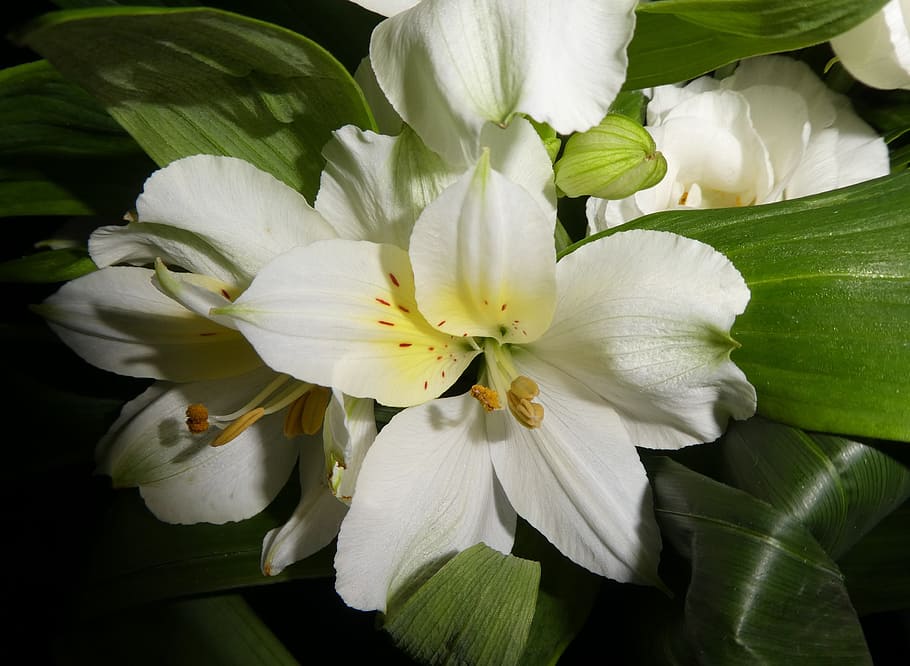 flower, blossom, bloom, white, flowering plant, beauty in nature HD wallpaper