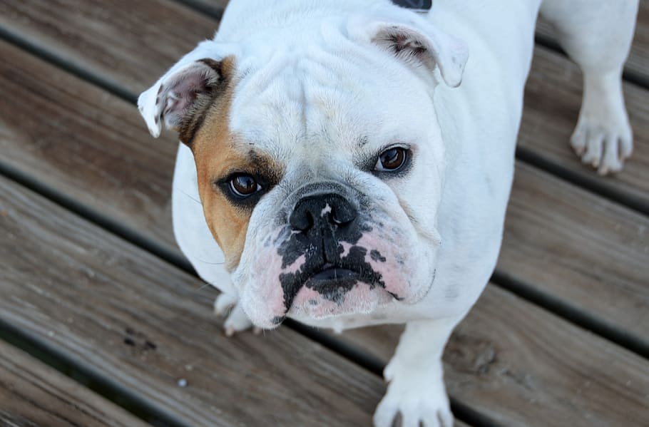 white and brown English bulldog, pet, breed, pedigree, animal, HD wallpaper