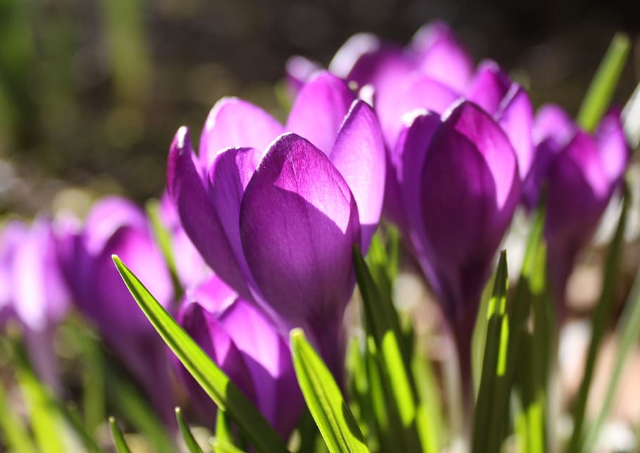 crocus, violet, spring, blossom, bloom, purple, spring flower HD wallpaper
