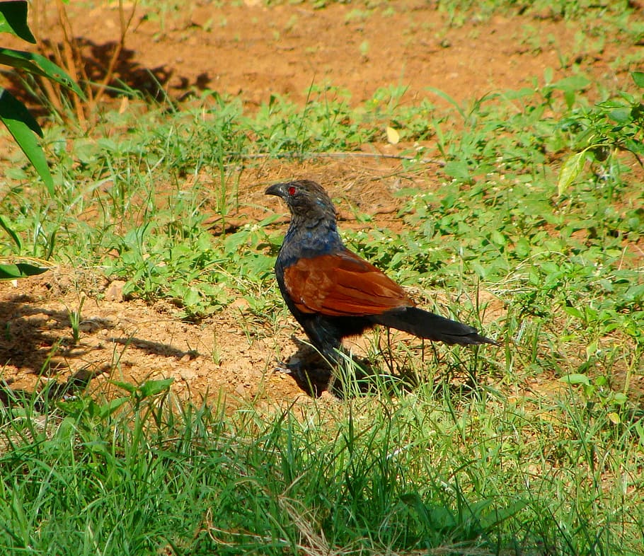 crow pheasant, greater coucal, bird, species, galliformes, pheasants