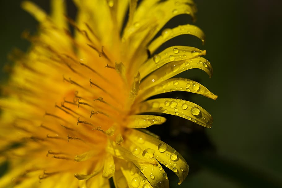 flower, drip, macro, blossom, bloom, nature, plant, growth HD wallpaper
