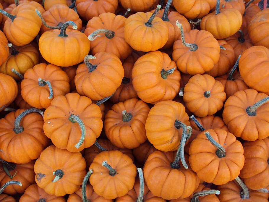 flat-lay photography of pumpkins, small pumpkins, miniature HD wallpaper