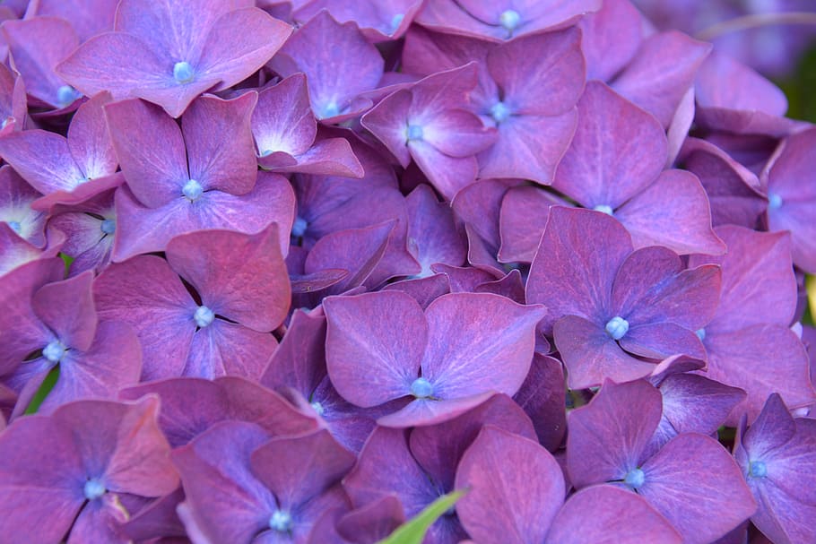 hydrangea, flower, shrub, purple, flowering plant, petal, full frame HD wallpaper