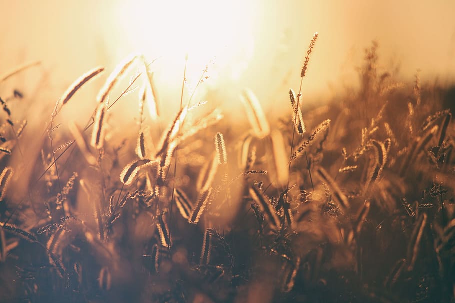 sunset, dusk, sunshine, summer, nature, field, agriculture HD wallpaper