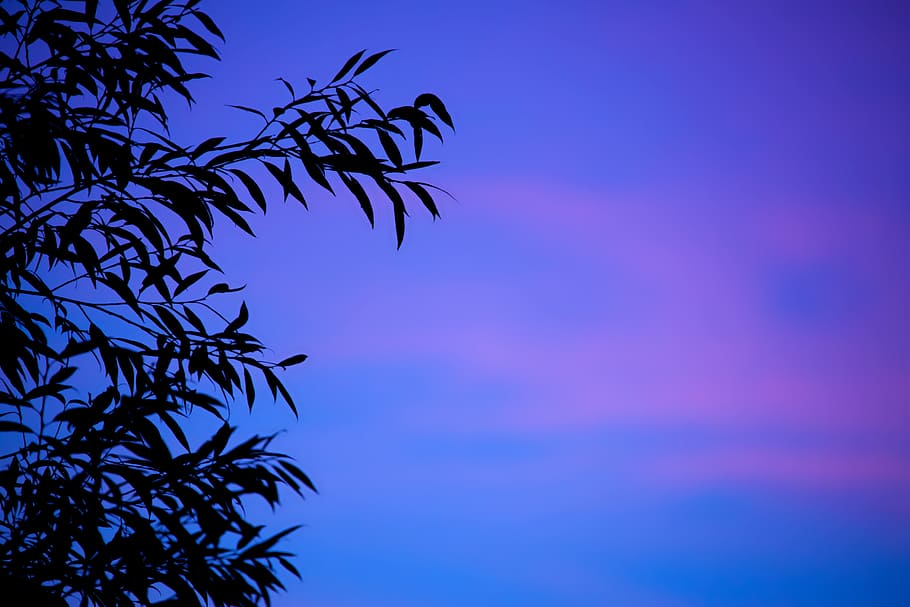 silhouette of leaves during night time, background, branch HD wallpaper
