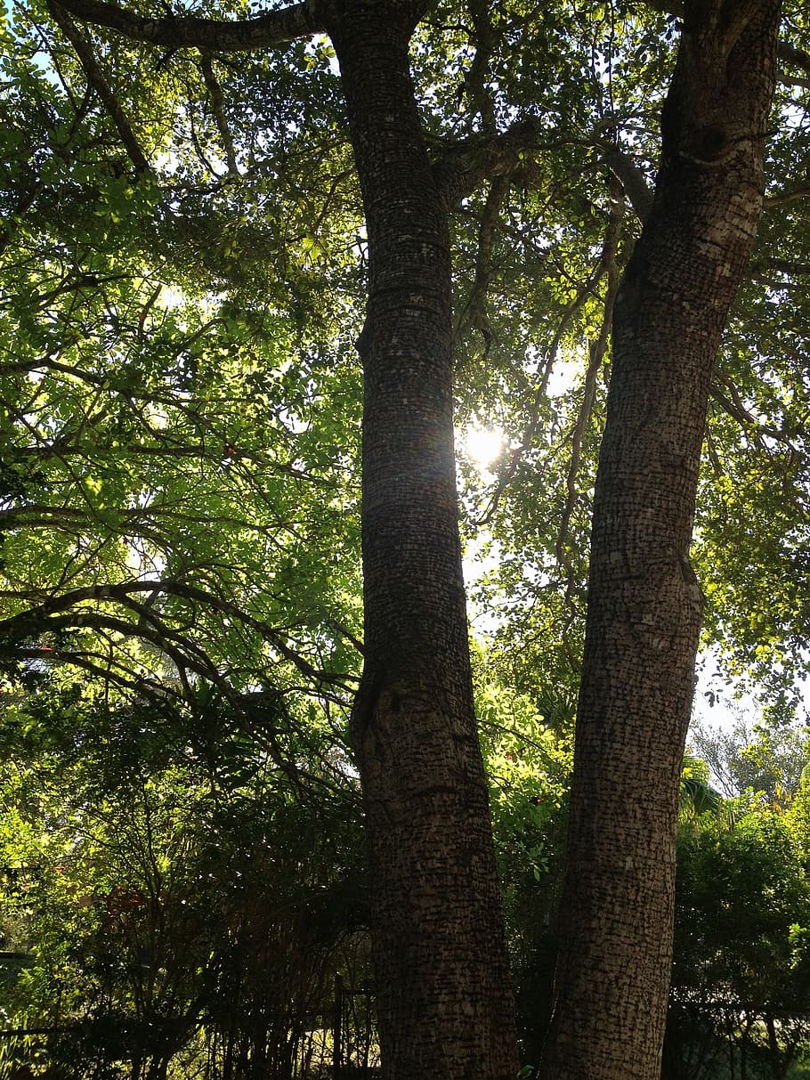 trees, sun, sky, rays, shine, nature, plant, tree trunk, growth HD wallpaper