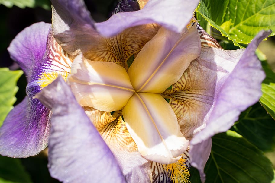 iris, stamp, pistil, purple, violet, yellow, structure, colorful HD wallpaper