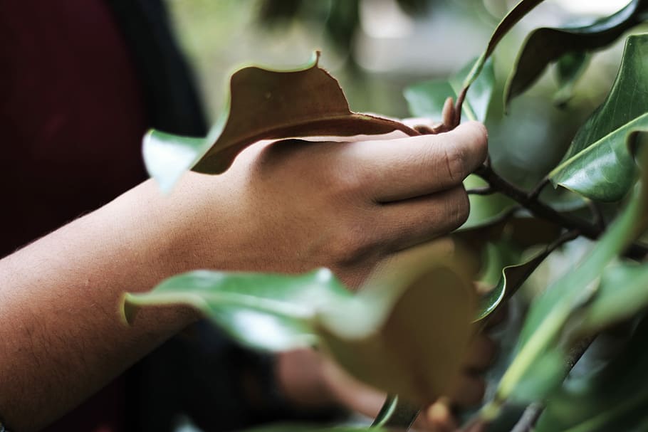 person holding leaves, hand, leaf, plant, tree, bright, leafe HD wallpaper