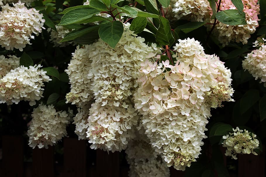 hydrangea, flowers, blossom, nature, greece, beauty, white flower HD wallpaper