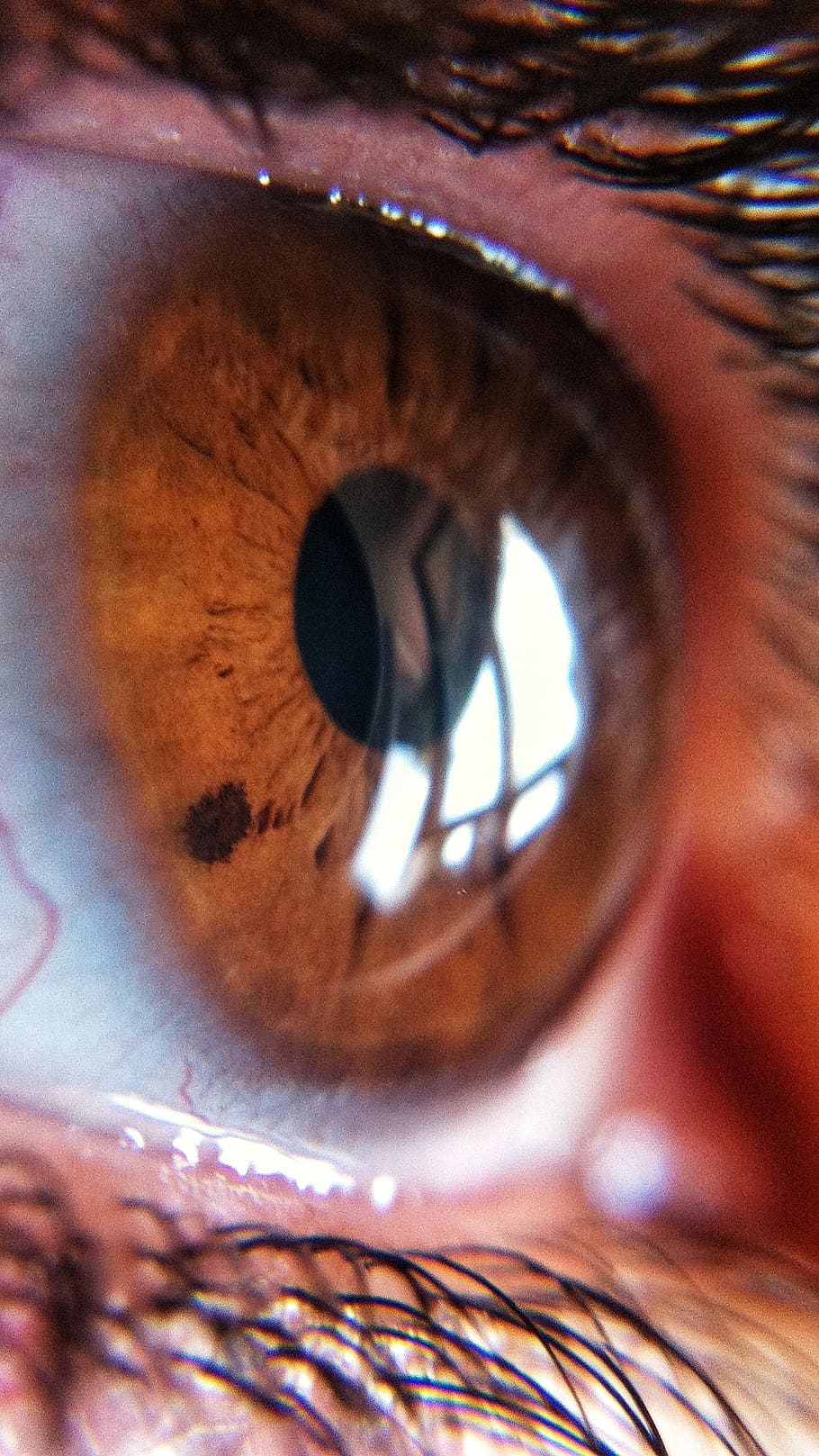 Free download | HD wallpaper: close-up photography of brown eye, macro ...