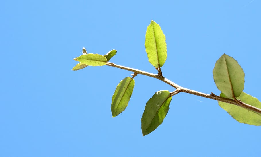 Sun, Branch, Sunlight, Landscape, natural, day, outdoor, sky HD wallpaper