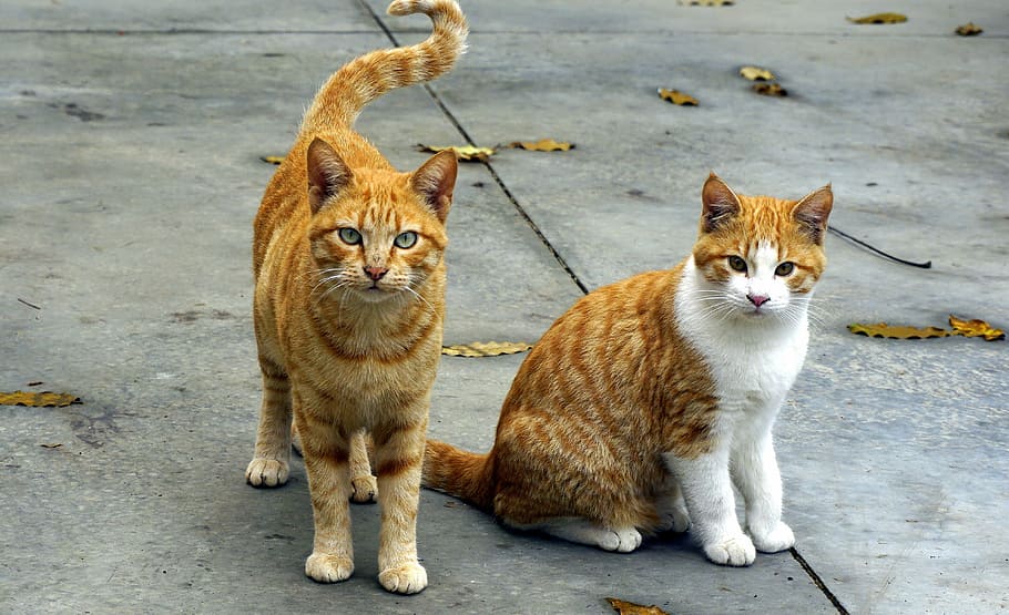 two orange tabby cats on the street, animals, pet, pets, cats nose