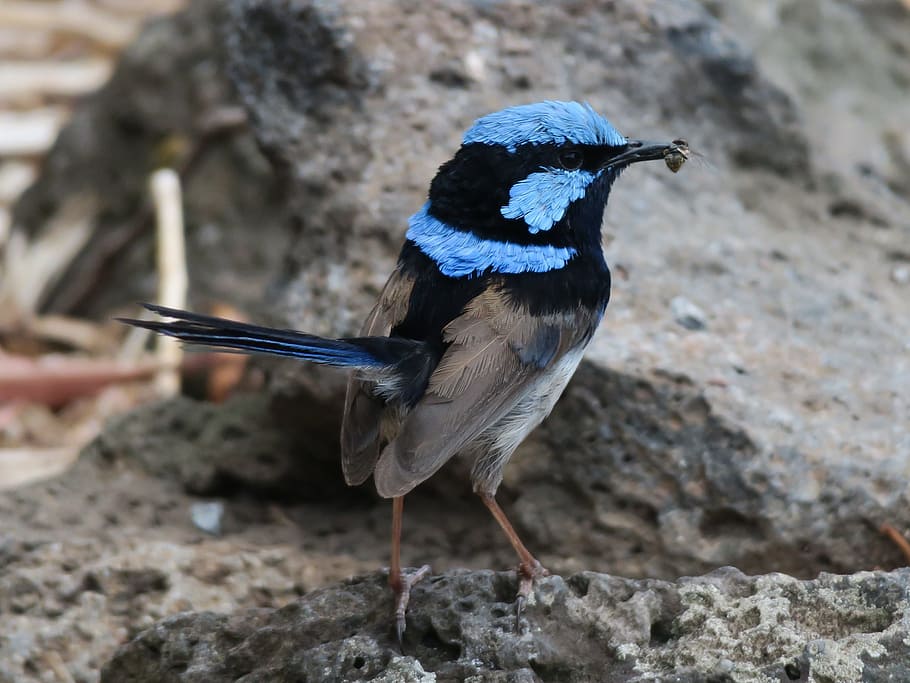 Bird, Wren, Australia, one animal, animal wildlife, animal themes HD wallpaper