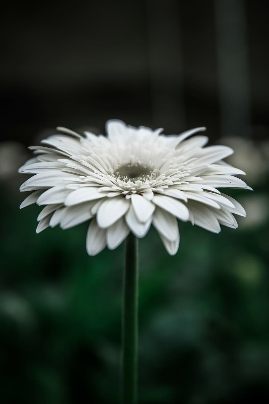 bloom, blossoms, close up, flora, flower, petals, plant, white HD wallpaper