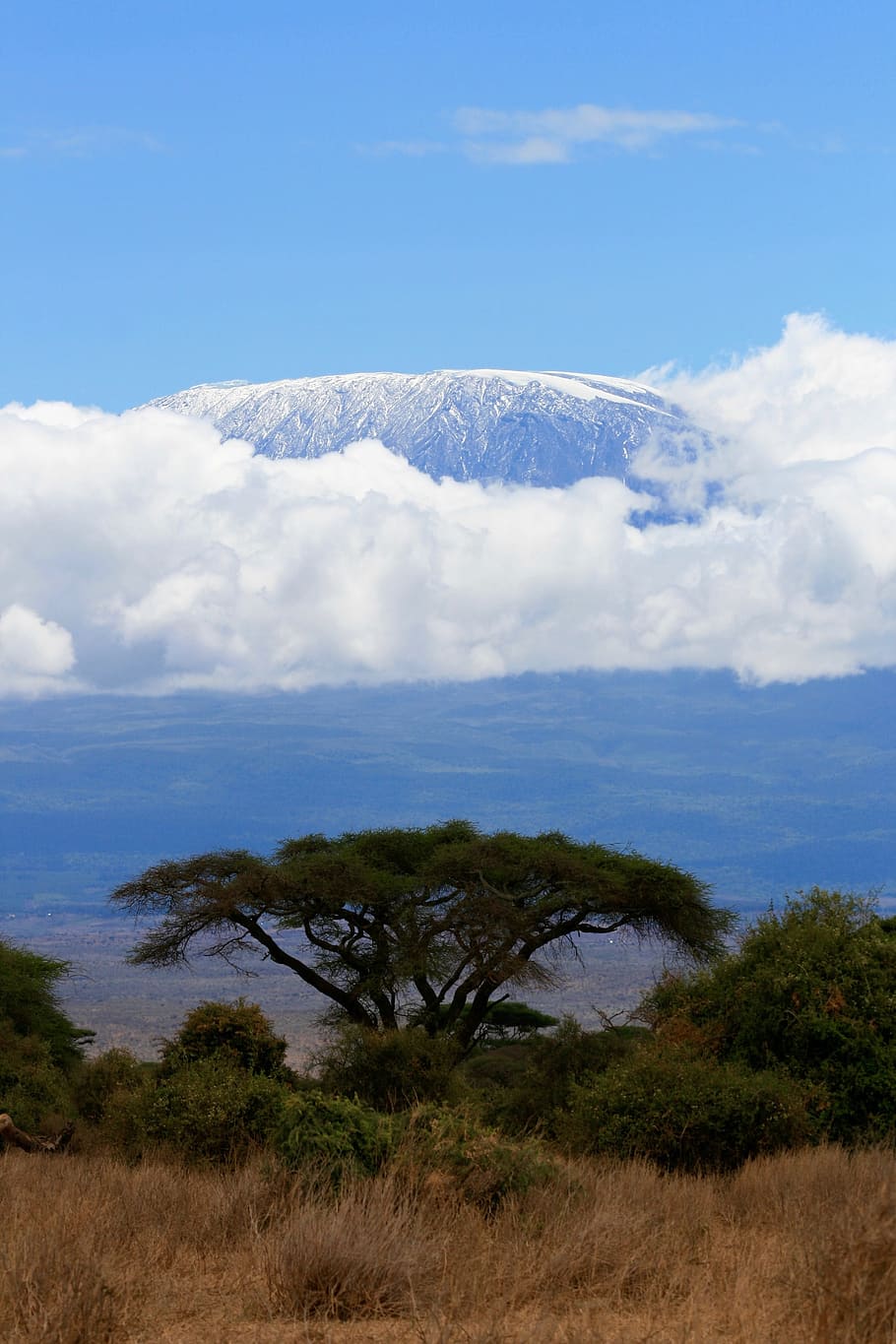 Kenya, Safari, Tree, Nature, Mountains, kilimanjaro, cloud - sky, HD wallpaper