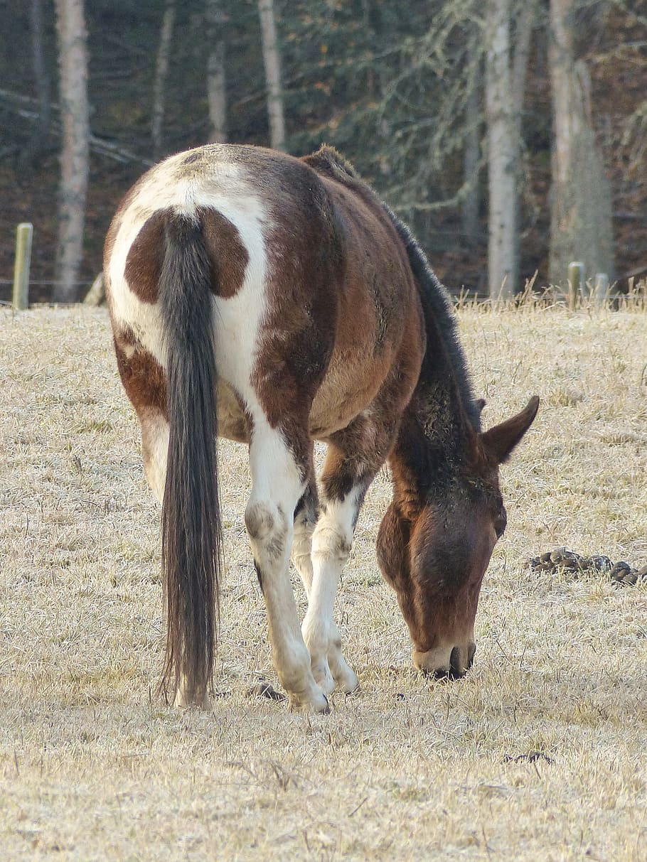 Grazing, Quarter Horse, Animal, Mammal, farm animal, early winter
